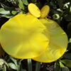 Boucles Jaune — Francine Bramli Paris – Image 2